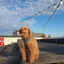 슬개골 탈구 3기 4기 강아지 관절염 영양제 하행스 슈퍼조인트 솔직후기