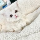 Pet.J 이미지