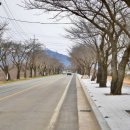 상하리 벚꽃길 이미지