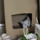 롯데리아단양점 | 먹기 위해 사는 게 아니라 살기 위해 먹어야 한다 (진짜)