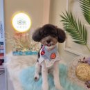 하리스펫 이미지