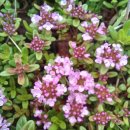 아침노래 모음 이미지