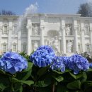 동화나라 애견 이미지