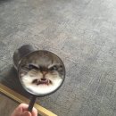 군오 이미지