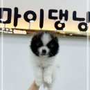 강아지분양 마이댕냥 일산점 네이버블로그