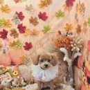 로운이네 살롱 | 부산 말티푸 베넷미용 추천, 부산 사직동 애견미용 '로운이네살롱' 후기 !!