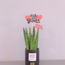 청춘필라테스