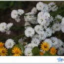 날마다 소풍 이미지