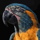 금강유화 이미지