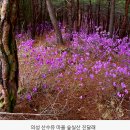 3월22일진달래 산수유축제 하늘길 트레킹 (의성) 이미지