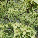 레드울프 이미지