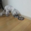 하늘이네 애견 미용 | 첸군의 고양이 용품
