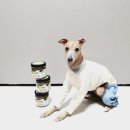 덴탈랜드 이미지