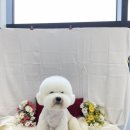 선샤인퍼피 이미지