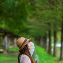 군청 메타세콰이어길 이미지