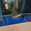 금성프라자(금성빌딩) | [2025] 방어 먹으며 스트레스 푸는 연말 일상 (카페저음, 노량진 이레상회, 금성수산, 쇼트즈위젤, 리델)