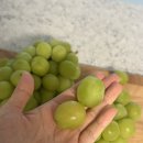 포도향이흐르는마을 | 샤인머스켓 다이어트 아이 간식 추천 리빌리지 영천과일 후기