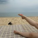 곰스테이리조트 | [애견동반 강원도여행] 3탄🐶홍천에서 양양으로 │ 양양 백반 맛집│양양 지경리 해수욕장