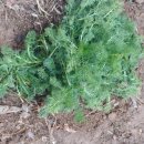 금순농장 이미지