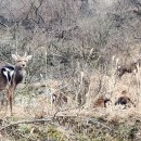 사슴은 꽃이었다 이미지