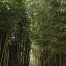 대나무주유소 이미지