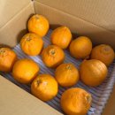 이오농장 | 제주 한라봉제철 귤스데이 한라봉 택배로 받아본 후기