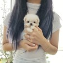 야옹아멍멍해봐삼각점 이미지