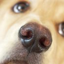 더드림동물병원 이미지