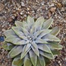 단비농장 이미지