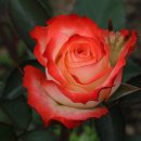 장미의거리3 이미지