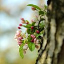 사과꽃 향기는 바람 이미지