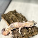 더렙컴퍼니