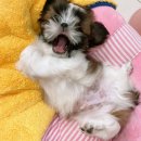 키튼앤퍼피