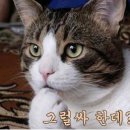 멍멍아 야옹해봐 이미지