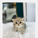 라이프독 시흥점 24시 강아지분양 고양이분양 | 수원강아지분양 찾는다면, 광교애견샵 중 가장 기억에 남는 곳 블리독 후기