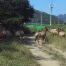 사슴방목장 이미지