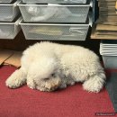 피그말리온 | 수성구 어그 세척 후기 명품 신발 밑창 보강 피그말리온 슈케어