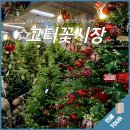 12/6 크리스마스 생화 트리 이미지