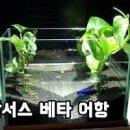 스킨답서스 스파티필름 개운죽 어항 수초 키우기 수경재배 물주기 이미지