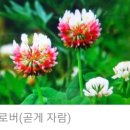 네잎클로버 이미지
