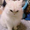 굿모닝서울
