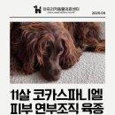 아프리카 동물의료센터 | [인천 부평 CT 촬영 가능한 동물병원] 강아지 피부 연부조직 육종, 마루의 수술 후기