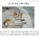 우리 모두 춘천시청 홈페이지에 유기견 보호소를 만들어 달라고 호소해 봅시다 이미지