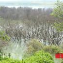 버드나무 이미지