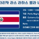 펠라네그라 이미지