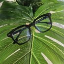 세인트옵티컬 이미지