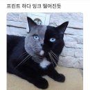 [상인역맛집] 옛날 포장마차 감성 낭낭한 대구분식 1티어 &#39;심야매점&#39; 가격, 위치, 리뷰(실제방문후기)