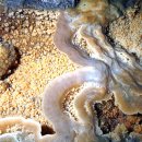 제주도 용천 동굴 (세계자연 유산) 이미지