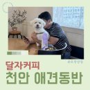 달자 | 천안 애견동반카페 달자커피 방문 후기