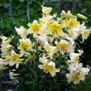 법사 행정사 이미지